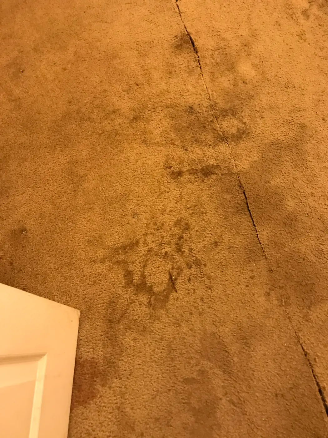 Close-up of the badly stained carpet before removal